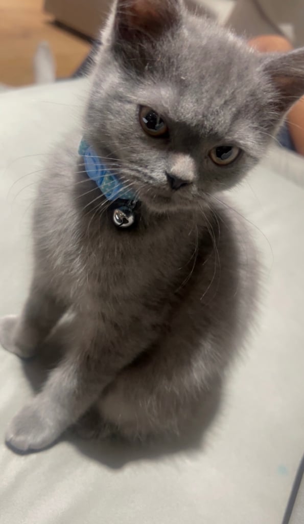 British Short Hair Beautiful grey kitten 