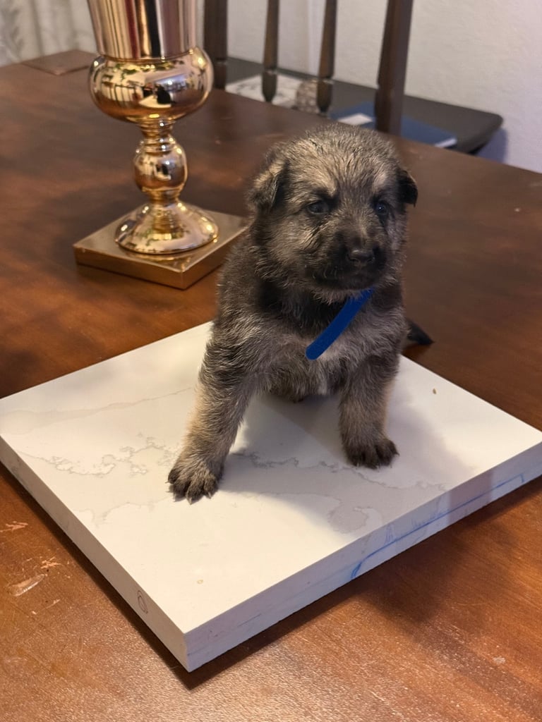 Lovely puppies shepherds for your family  