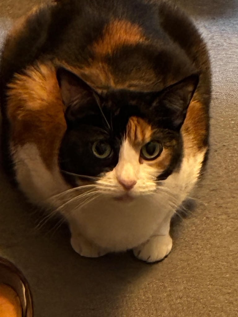Loving Home Needed for Gentle Cat – “Lola”