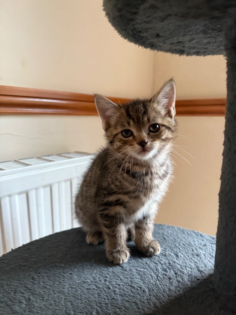 4 x kittens for sale 