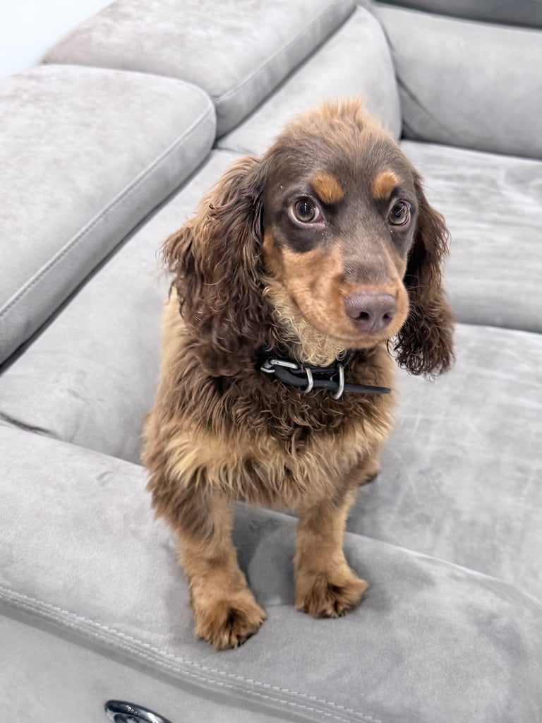 Cocker Spaniel Bitch