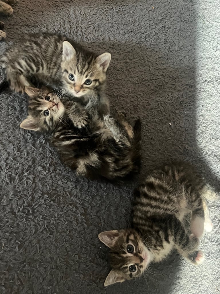 Kittens ready for there forever home