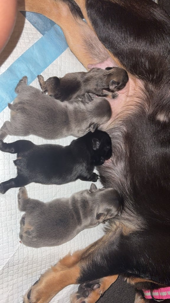 1 week old fluffy French bulldogs 