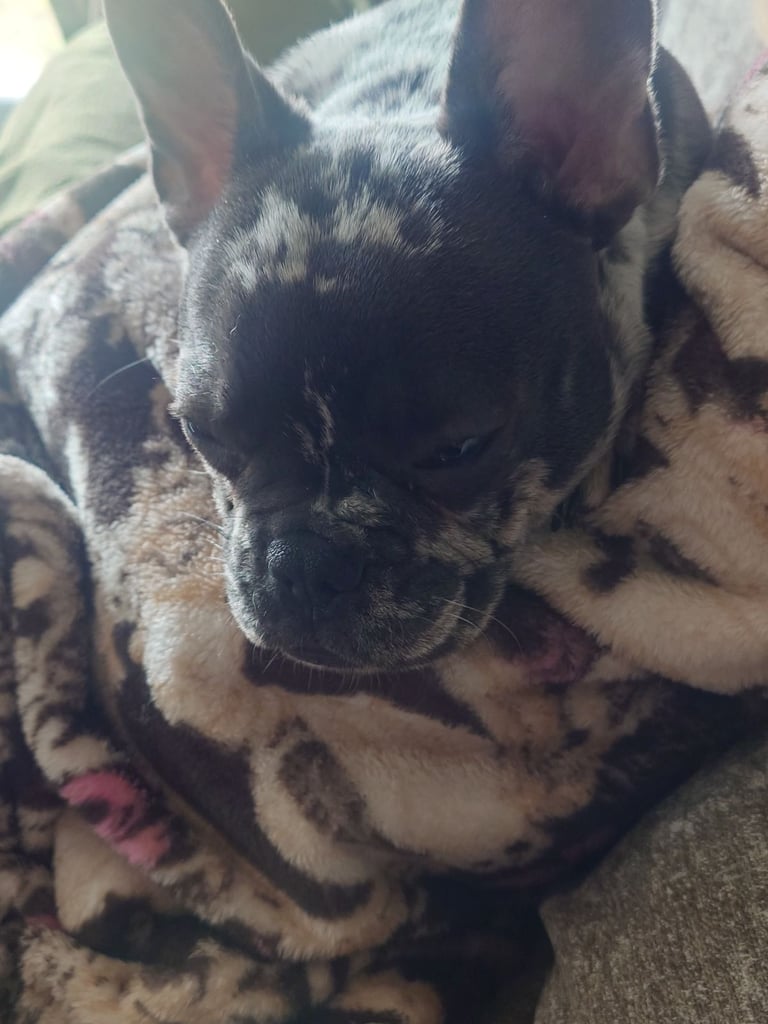 French bull dog 