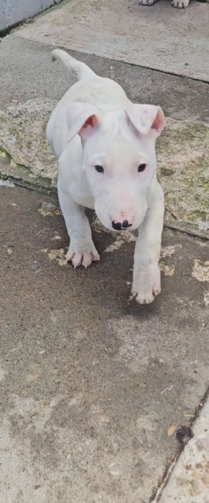English bull terrier  pups