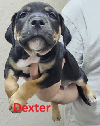 Confident & Well-Socialised Presa x Staffy Pups ready to leave 4/10/2025