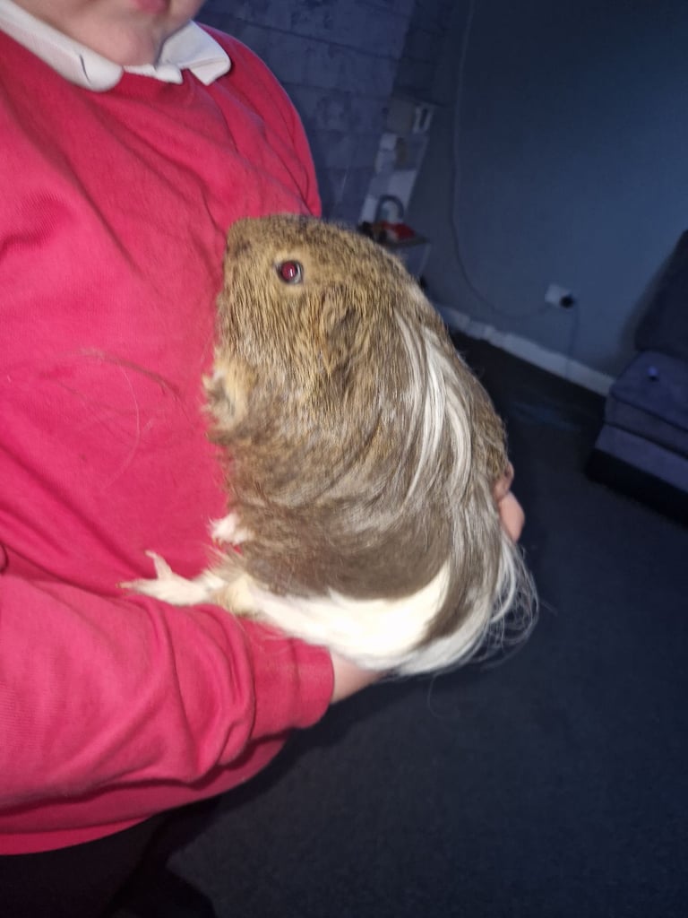image for 2 male guinnea pigs