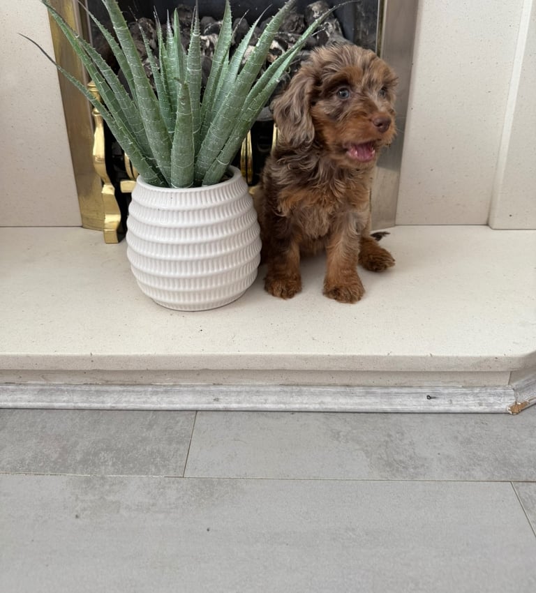 RESERVED 🩷 F1 Female Chocolate Merle Cockapoo Puppy