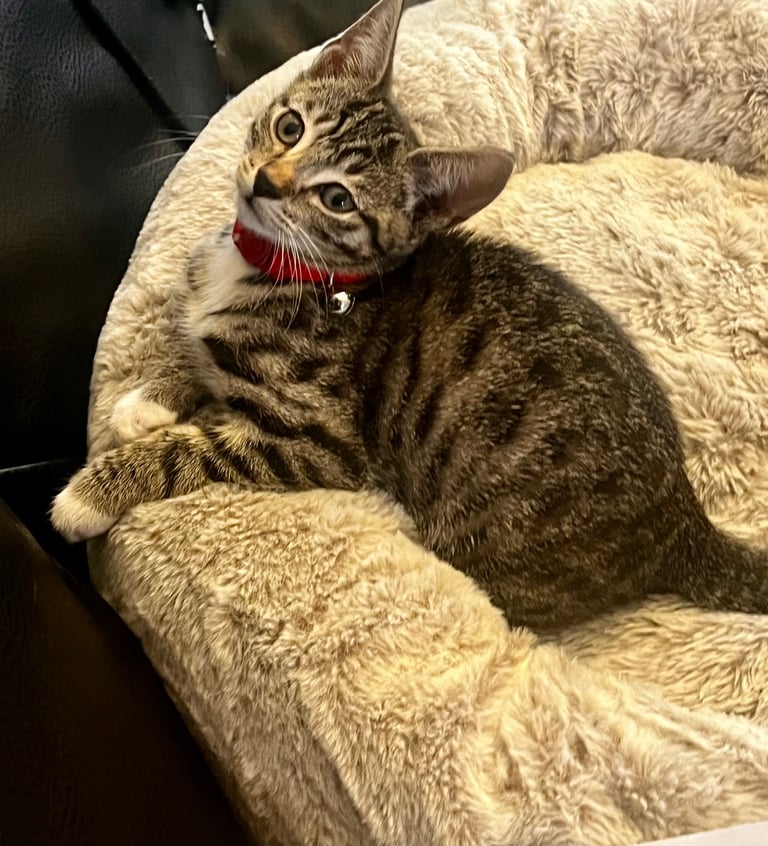 image for Beautiful & Playful Tabby Cat – Looking for a Loving Home