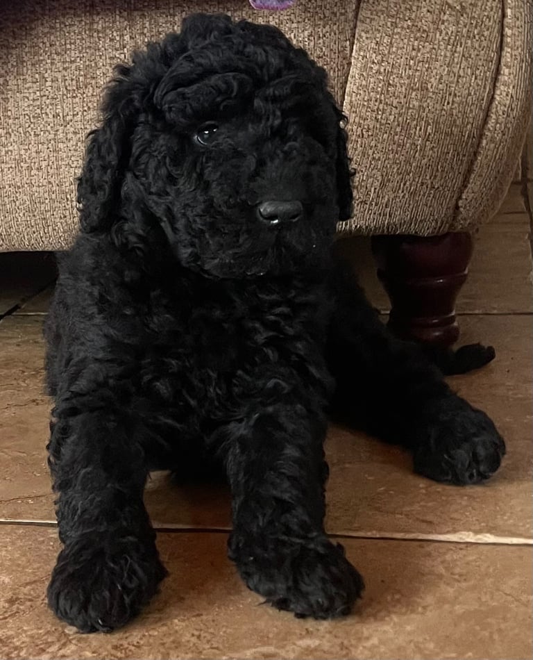 Labradoodle Puppies For Sale