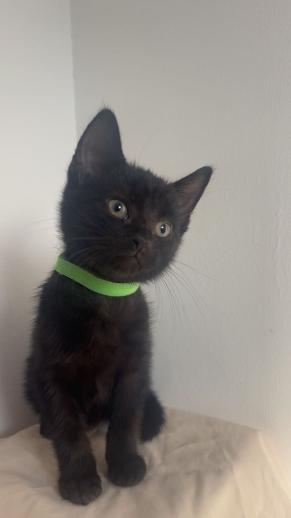 Kittens (read description)