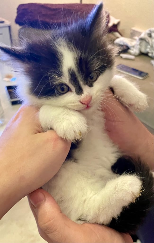 Turkish black and white angora kitten 