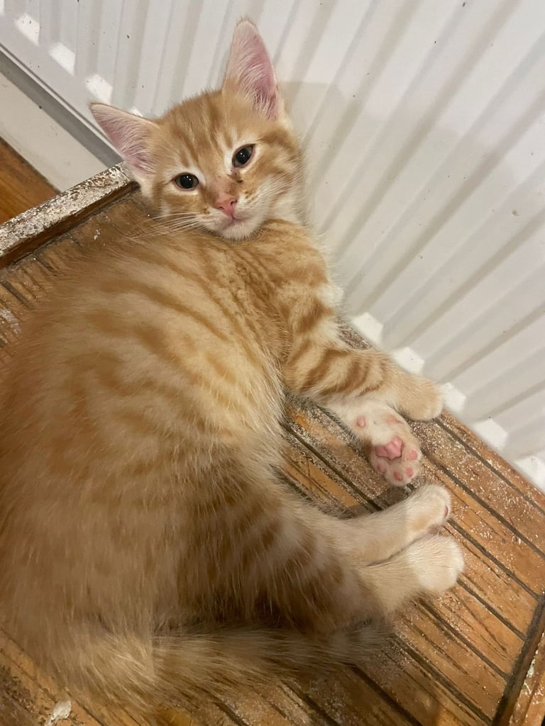 Beautiful kittens for sale 