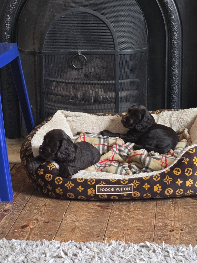 Puppy available now. Chocolate show  type cocker spaniel female. AMAZING PUP