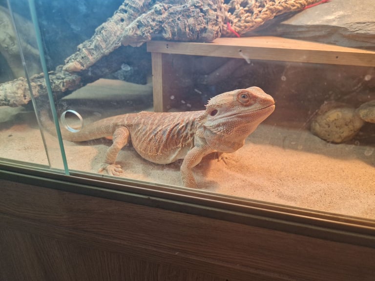 16 month old male bearded dragon 