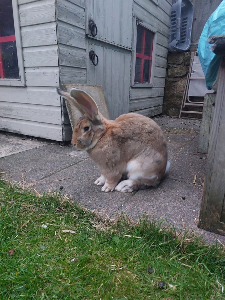 Baby continental giant rabbits