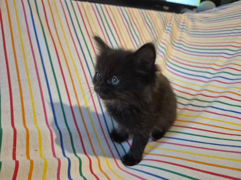 Gorgous kittens long & short haired