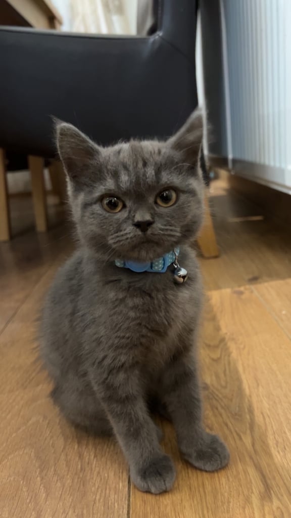 British Short Hair Beautiful grey kitten 