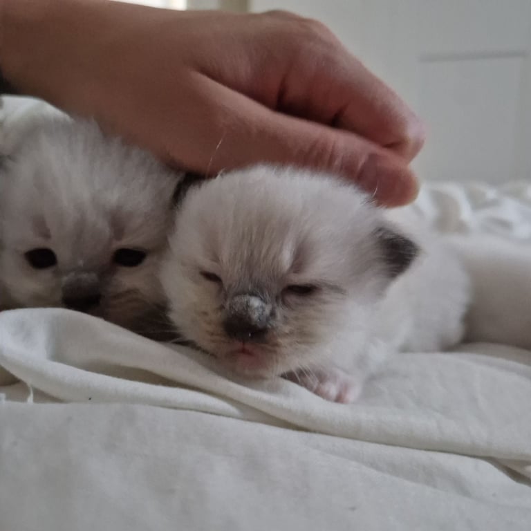 Ragdoll kittens