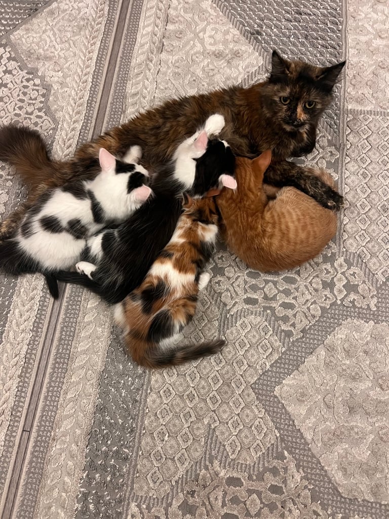 Kittens 