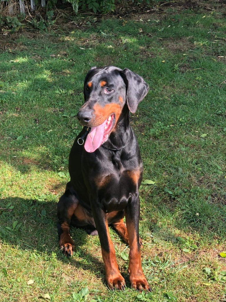 Top Line Doberman Puppies