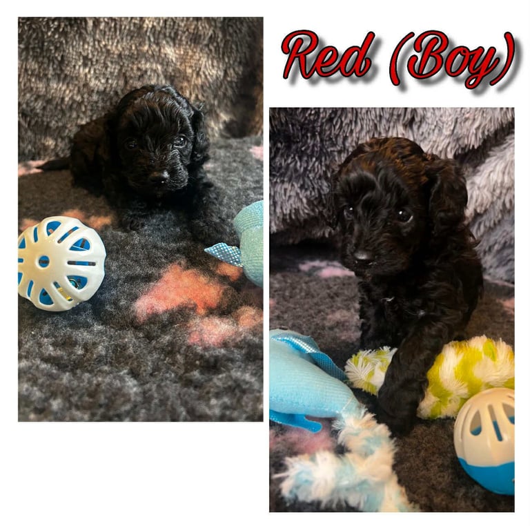 Beautiful cavapoochon puppies  4 weeks old 