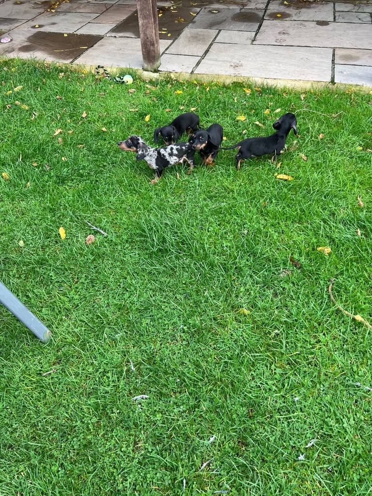 Dachshund puppies 🐶 