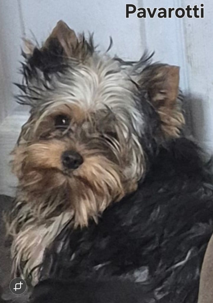 image for Yorkshire Terrier Baby face boys for sale 😍