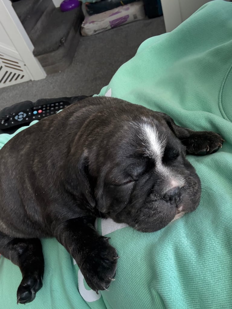 Frenchie x staffy boy Ready to go! 