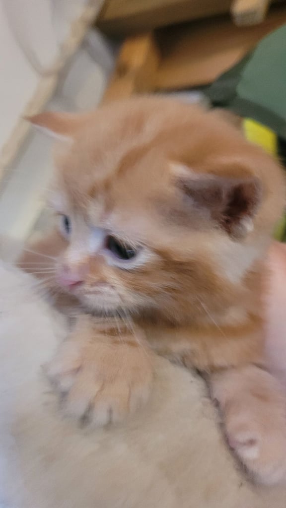 Beautiful kittens looking for their forever families 