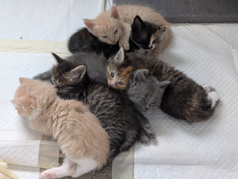 6 Beautiful Kittens - ONE AVAILABLE 