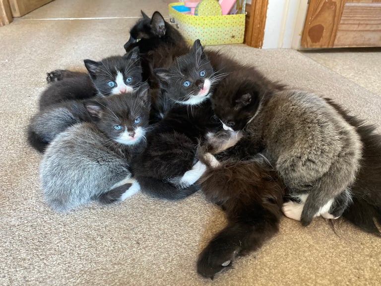 Stunning Kittens, ready in two weeks 