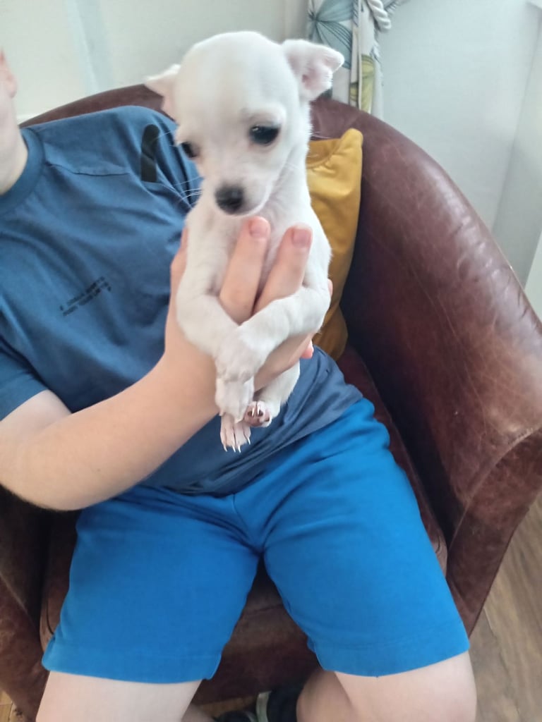 Chihuahua pup 