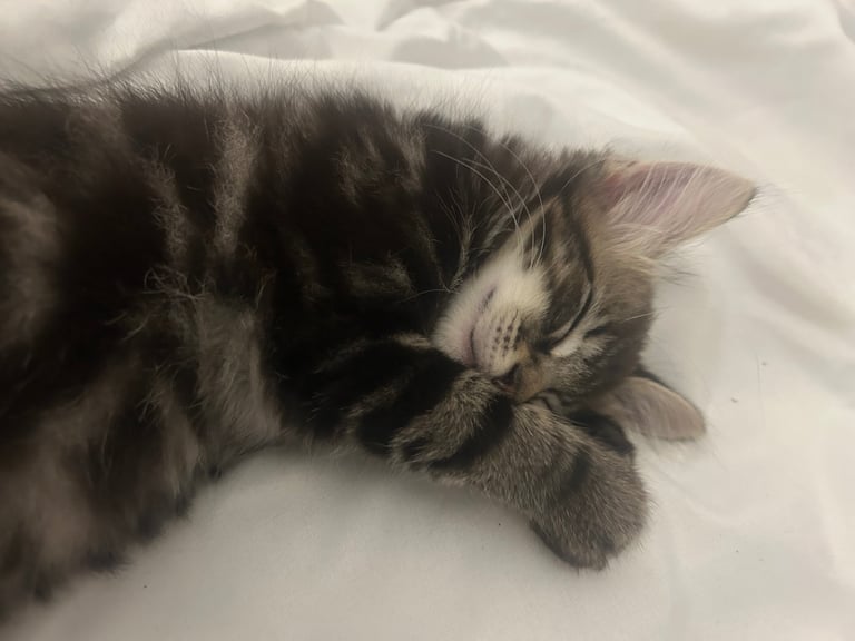 2 tabby little brother kittens must stay together ❤️