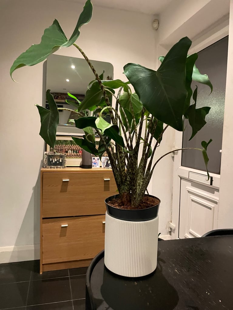 image for Alocasia ‘Siberian tiger’ plant (real)
