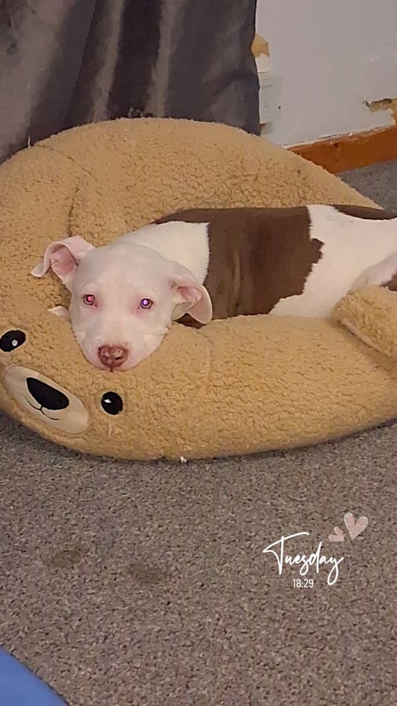 12 week old american bulldog