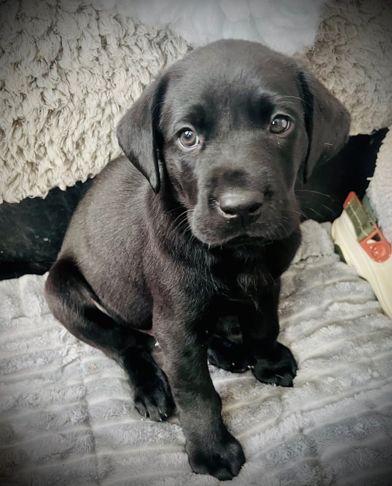 8 superb kc reg Labrador puppies ( 6 days and your pup can come home!!)—