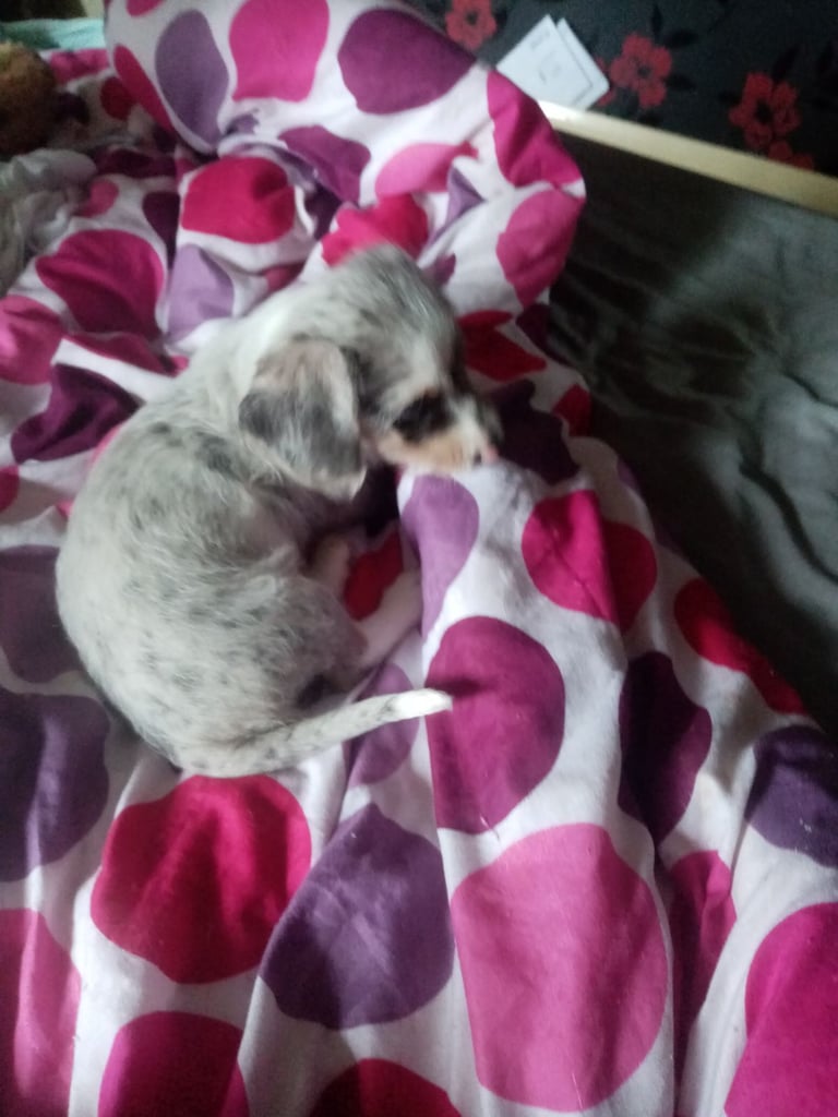 Dachshund miniture