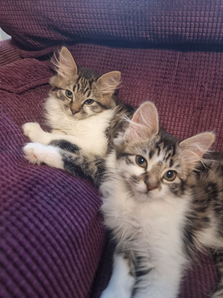 3 female kittens available now