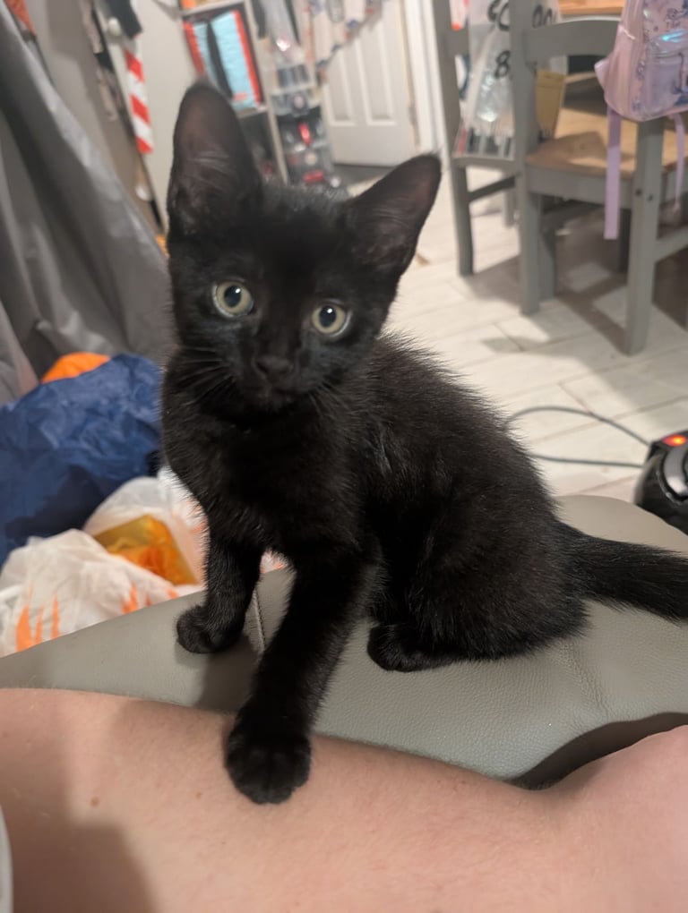 Black kitten 