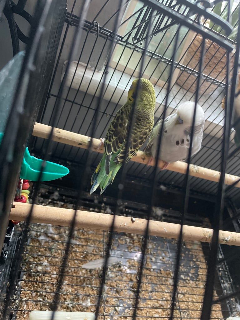 Two budgies for sale 
