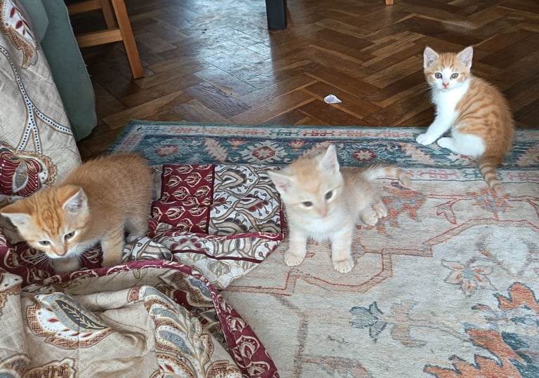 4 cuddly tabby and ginger kittens 