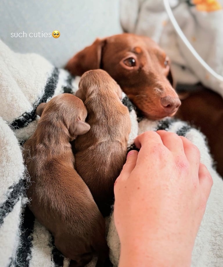 chocolate dachshund puppies🤎🍫✨
