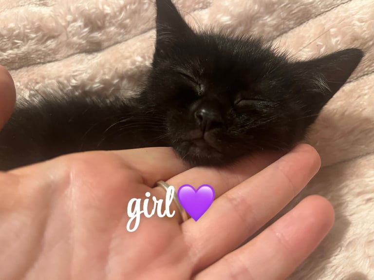 beautiful kittens 