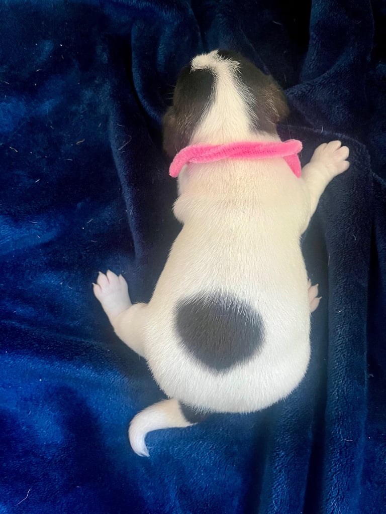 First litter of 7 Jack Russel puppies