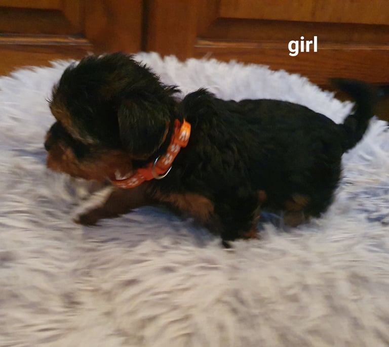 Yorkshire terrier puppies 