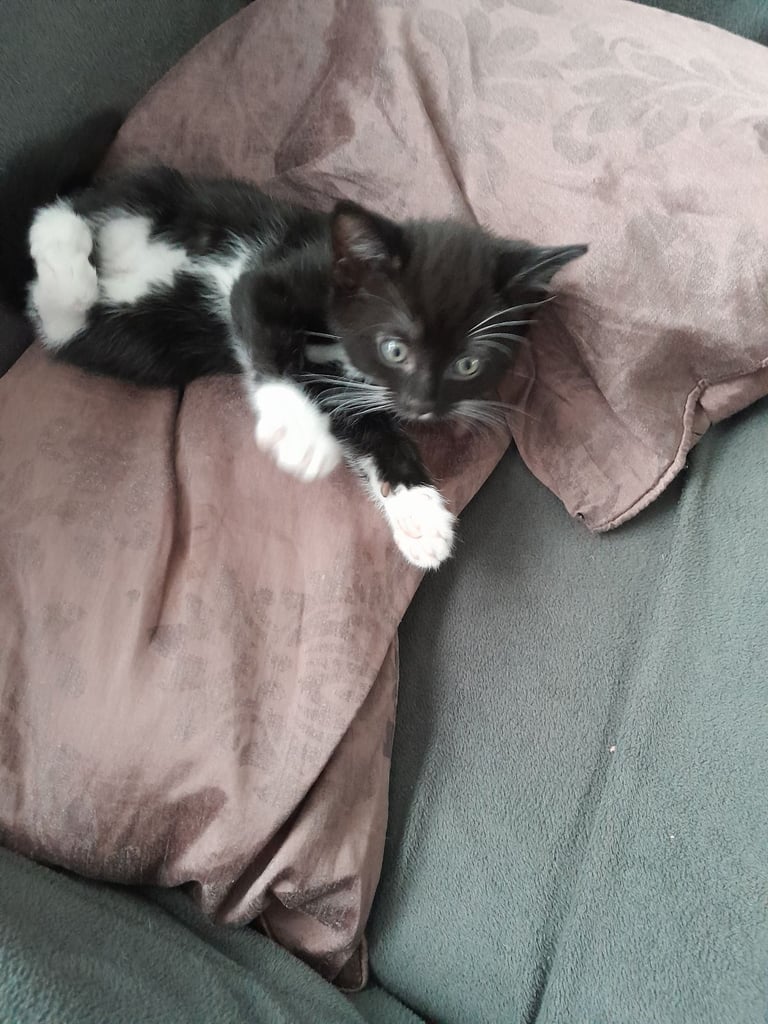 Black and white kittens 