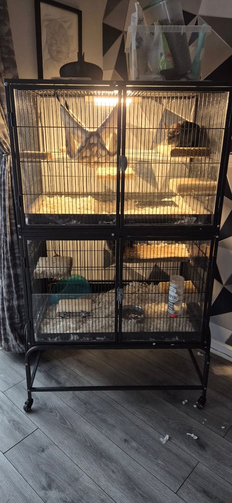 Chinchillas for sale