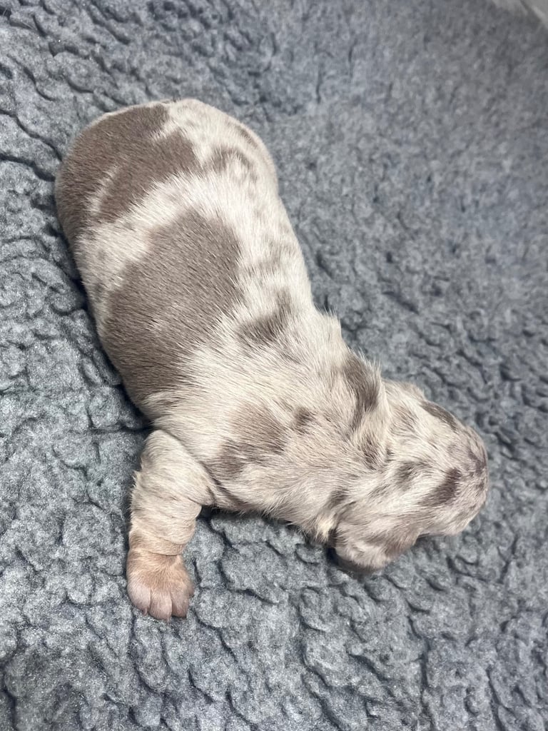 Miniature dachshunds