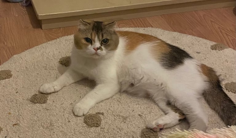 Adult female tica reg active 